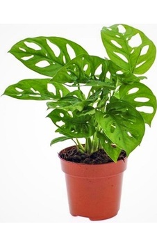 Thebestonline Monstera Adansonii Monkey Mask Sarmaşık Deve Tabanı Mini Ev Ofis Iç Mekan Bitkisi Thebestonline Monstera Adansonii Monkey Mask Sarmaşık Deve Tabanı Mini Ev Ofis Iç Mekan Bitkisi