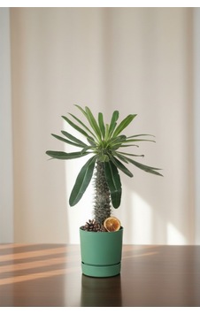 Madagaskar Palmiyesi Pachypodium Lamerei