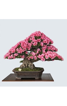 5 Adet Tohum Bodur Bonsai Japon Red Maple Ağacı Bonzai Tohumu 5 Adet Tohum Bodur Bonsai Japon Red Maple Ağacı Bonzai Tohumu