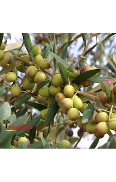 Tüplü Arbequına bodur Zeytin Fidanı 2yaş Tüplü Arbequına bodur Zeytin Fidanı 2yaş