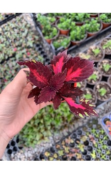 Tr Red Coleus Mini Yaprak Güzeli Kolyoz Çiçeği Saksıda 1. Kalite Tr Red Coleus Mini Yaprak Güzeli Kolyoz Çiçeği Saksıda 1. Kalite