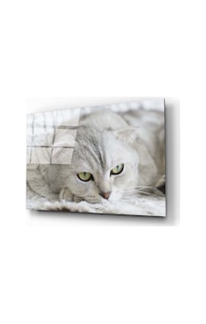 Miyrem Glasses Collection -a1^ Kedi Cam Tablo Miyrem Glasses Collection -a1^ Kedi Cam Tablo