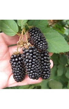 Tüplü Jumbo Böğürtlen Fidanı