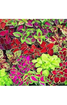 Miracle Karışık Renkli Kolyos Coleus Yaprak Güzeli Çiçeği Tohum Miracle Karışık Renkli Kolyos Coleus Yaprak Güzeli Çiçeği Tohum