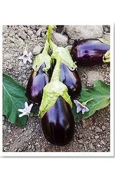 Agrodal Tarım Ata Tohumu Yöresel Doğal Topak Patlıcan Adana 100 Ad Tohum Sku: Smgstk20b5024c2f Açık Gri Agrodal Tarım Ata Tohumu Yöresel Doğal Topak Patlıcan Adana 100 Ad Tohum Sku: Smgstk20b5024c2f Açık Gri