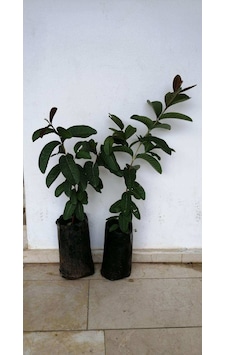 Tüplü Fidan Guava Fidanı Tüplü Fidan Guava Fidanı