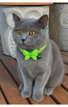 Mıt Kedi Boyun Tasması Kelebekli Yeşil Mıt Kedi Boyun Tasması Kelebekli Yeşil