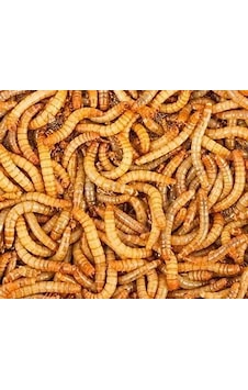 Un Kurdu Canlı Yem 100 Adet