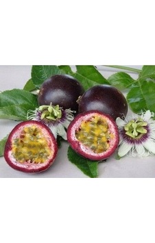 Tüplü Passion Fruit -Tutku-Aşk Meyvesi Fidanı 4 Yaş (150-200 cm) Tüplü Passion Fruit -Tutku-Aşk Meyvesi Fidanı 4 Yaş (150-200 cm)