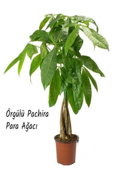 Örgülü Pachira Para Ağacı İthal 60 Cm Örgülü Pachira Para Ağacı İthal 60 Cm