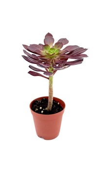 Aeonium Arboreum Var. Atropurpureum Sukulent Aeonium Arboreum Var. Atropurpureum Sukulent