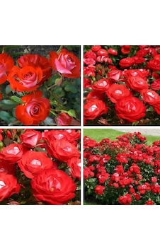 Tüplü Yer Örtücü Soğuklara Dayanıklı Planten Un Blomen Kırmızı Beyaz Yediveren Gül Fidanı Tüplü Yer Örtücü Soğuklara Dayanıklı Planten Un Blomen Kırmızı Beyaz Yediveren Gül Fidanı