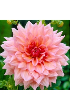 2 Adet Soft Pembe Renkli Dahlia Yıldız Çiçeği Soğanı
