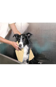 Magic Towel Yüksek Emici Kedi Köpek Kurulama Havlusu 66x43 Cm Magic Towel Yüksek Emici Kedi Köpek Kurulama Havlusu 66x43 Cm