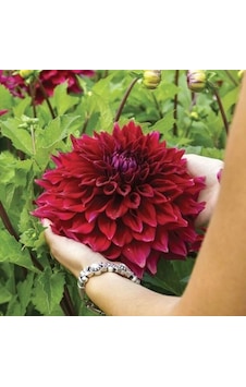 Xxl Dev Çiçekli Zorro Dahlia Yıldız Çiçeği Soğanı Yumrusu 1 Adet Xxl Dev Çiçekli Zorro Dahlia Yıldız Çiçeği Soğanı Yumrusu 1 Adet