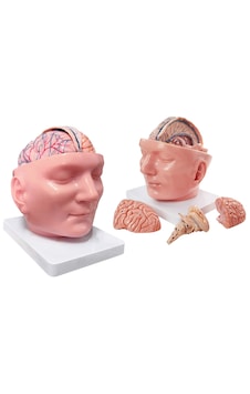 Dura Mater Ve Beyin İçeren Bölgesel Anatomik Baş Modeli - Baş Maketi 01 Dura Mater Ve Beyin İçeren Bölgesel Anatomik Baş Modeli - Baş Maketi 01