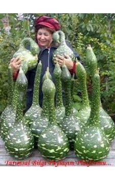 15 Adet Tohum Nadir Bulunan Kuğu Su Kabağı Tohumu Kuğu Kabak Tohumu Sürpriz Hediye Tohumludur 15 Adet Tohum Nadir Bulunan Kuğu Su Kabağı Tohumu Kuğu Kabak Tohumu Sürpriz Hediye Tohumludur