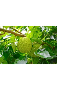 Yalancı Portakal Ağacı Fidanı 50-60 Cm Yalancı Portakal Ağacı Fidanı 50-60 Cm