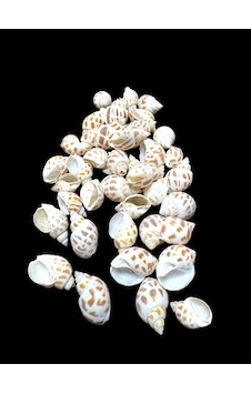 Deniz Kabukları 100 Gr No-10-babylonia Areolata