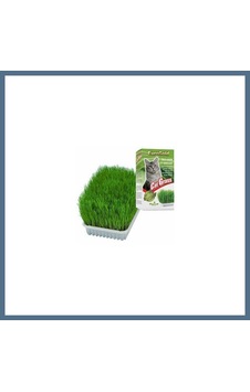 Buradabulabilirsin Cat Grass Kedi Çimi Bbz Buradabulabilirsin Cat Grass Kedi Çimi Bbz