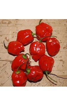 Habernero Red Small Çok Acı Biber Tohumu 15 Tohum Habernero Red Small Çok Acı Biber Tohumu 15 Tohum