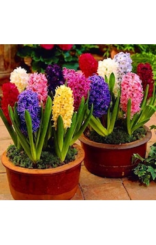 Karışık Renkli Sümbül Mixed Hyacinth Soğanı 3 Adet Karışık Renkli Sümbül Mixed Hyacinth Soğanı 3 Adet