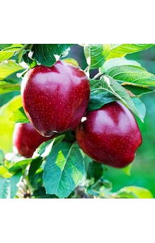 Red Chief Elma Fidanı Aşılı - 2 Yaş Açık Köklü 80-100 Cm Red Chief Elma Fidanı Aşılı - 2 Yaş Açık Köklü 80-100 Cm