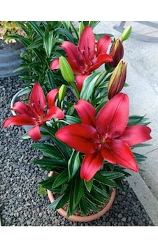 5 Adet Lilyum Zambak Çiçeği Soğanı Kokulu Bordo 5 Adet Lilyum Zambak Çiçeği Soğanı Kokulu Bordo