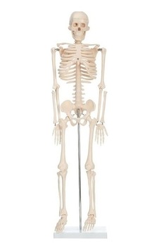 Limmy İskelet İnsan Modeli 85 Cm 1 Adet Limmy İskelet İnsan Modeli 85 Cm 1 Adet
