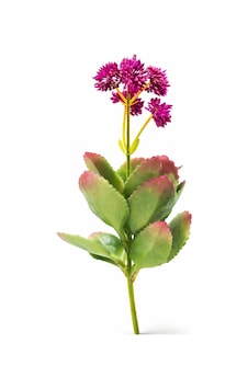 Yapay Adenium Obesum Dekoratif Saksılı Yapay Çiçek Salon Ofis Masaüstü Bitkisi Nocolor-004ac8c4 Nocolor-004ac8c4 Yapay Adenium Obesum Dekoratif Saksılı Yapay Çiçek Salon Ofis Masaüstü Bitkisi Nocolor-004ac8c4 Nocolor-004ac8c4