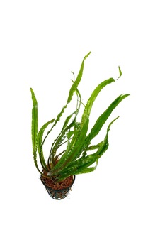 Akvaryum Canlı Bitki 1 Kök Cryptocoryne Amozon Hançeri Akvaryum Canlı Bitki 1 Kök Cryptocoryne Amozon Hançeri