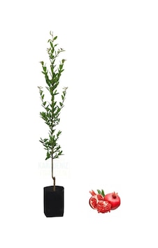 Nura Botanik Tüplü Fidan Sarı Bektaşi Üzüm Fidanı 50 Cm Canlı Nura Botanik Tüplü Fidan Sarı Bektaşi Üzüm Fidanı 50 Cm Canlı