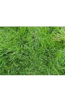 Bermuda GRass Çim Tohumu 1 KG Uganda Çimi Köpek Dişi Ayrığı Bermuda GRass Çim Tohumu 1 KG Uganda Çimi Köpek Dişi Ayrığı