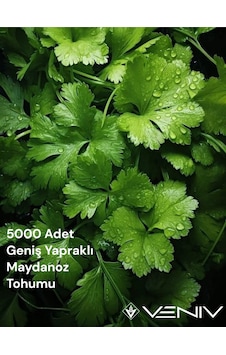 5000 Adet Geniş Yapraklı Maydanoz Tohumu 2 Paket 5000 Adet Geniş Yapraklı Maydanoz Tohumu 2 Paket