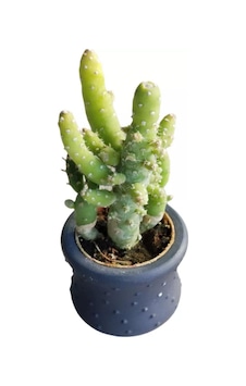 Hediyelik Kaktüs Opuntia Subulata 5.5 Cm Beton Saksı Hediyeli