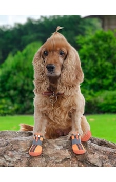 Akınalbella Kaydırmaz Kauçuk Tabanlı Köpek Ayakkabısı, Reflektörlü Ve Fermuarlı Antrasit Akınalbella Kaydırmaz Kauçuk Tabanlı Köpek Ayakkabısı, Reflektörlü Ve Fermuarlı Antrasit