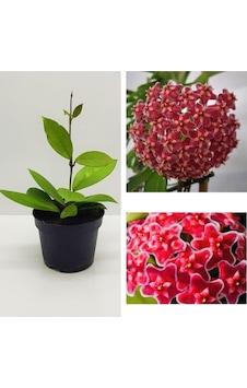 Nura Botanik Mum Çiçeği Fidesi Hoya Carnosa Mis Kokulu Kırmızı 9cm Saksıda Mum Hoya Çiçeği
