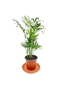Chamaedorea Elegans Dağ Palmiyesi, Btsr421 100 CM Chamaedorea Elegans Dağ Palmiyesi, Btsr421 100 CM