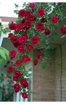 Sarmaşık Katmerli Reçellik Kokulu Gül 50-80cm Sakslı Sarmaşık Katmerli Reçellik Kokulu Gül 50-80cm Sakslı