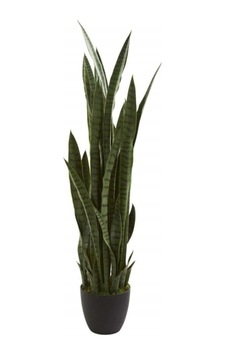Nura Botanik Kılıç Çiçeği Paşa Kılıcı 40-60cm Ev Bitkisi Ofis Bitkisi Salon Bitkisi 3 Köklüdür