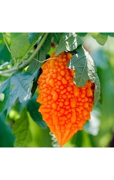 Kudret Narı Tohumu 15-20 Tohum Kudret Narı Tohumu 15-20 Tohum