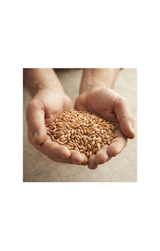 5 Kg Doğal Ve Kaliteli Buğday - Kümes Hayvanları, Tavuk Ve Güvercin Yemi / Tohumluk Ve Besinlik 5 Kg Doğal Ve Kaliteli Buğday - Kümes Hayvanları, Tavuk Ve Güvercin Yemi / Tohumluk Ve Besinlik