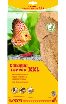 Sera Catappa Yaprağı Xxl 32 Cm 10 Adet