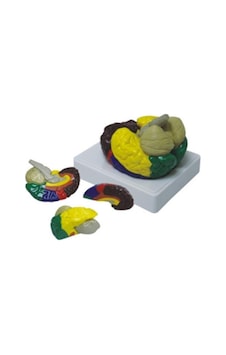 Renklendirilmiş Anatomik Beyin Modeli 4 Parça Renklendirilmiş Anatomik Beyin Modeli 4 Parça