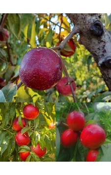 3 Lü Nektarin Fidanı Paketimiz Erkenci-orta-geç Yarı Bodur Anaça Aşılı 3 Yaşlı