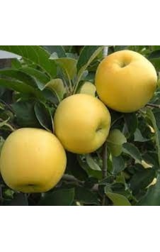 Bodur Golden Elma Fidanı Aşılı - 2 Yaş Açık Köklü 30-50 Cm Bodur Golden Elma Fidanı Aşılı - 2 Yaş Açık Köklü 30-50 Cm