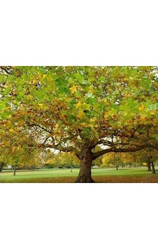 Çınar Ağacı Tohumu 20 Adet Tohum + Bonsai Ağacı Toh Çınar Ağacı Tohumu 20 Adet Tohum + Bonsai Ağacı Toh