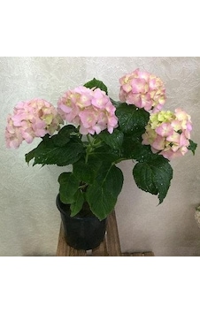 2 Yaş Saksıda Pembe Ortanca Çiçeği 50-70 Cm 2 Yaş Saksıda Pembe Ortanca Çiçeği 50-70 Cm