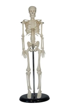 Insan Iskelet Modeli 45 Cm Insan Iskelet Maketi Insan Iskelet Modeli 45 Cm Insan Iskelet Maketi