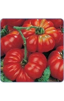 Çanakkale Domates Tohumu 20 Adet Tohum + Hediye Yerli Tohumlar Sku: Smgstk37988b699d Açık Gri Çanakkale Domates Tohumu 20 Adet Tohum + Hediye Yerli Tohumlar Sku: Smgstk37988b699d Açık Gri